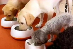 狗吃饭视频,捕捉它们用餐的可爱瞬间